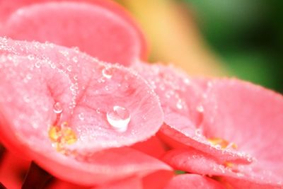 Close-up of wet pink rose flower