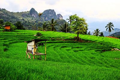 Scenic view of agricultural field against sky