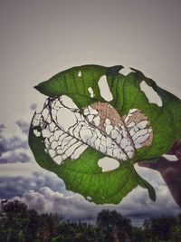 Close-up of butterfly on plant against sky