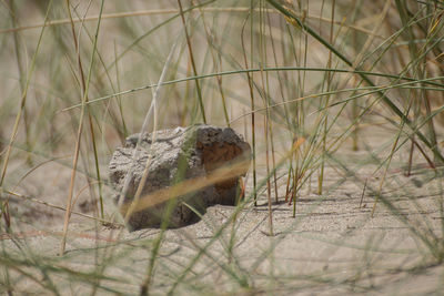 Close-up of frog on land