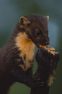 Close-up of mink