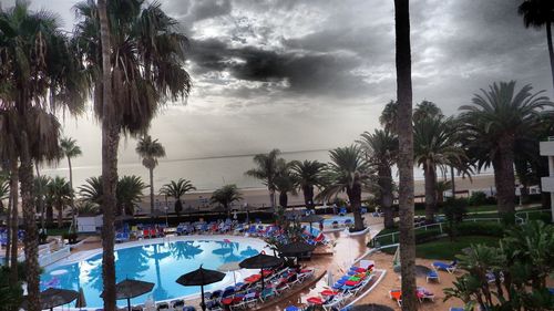 High angle view of palm trees in swimming pool