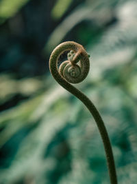 Close-up of plant