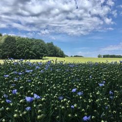 Flowers blooming on field against sky