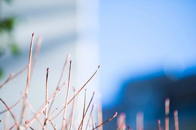 Close-up of plant against blurred background