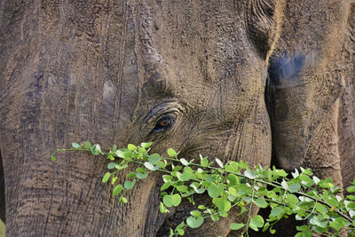 Close-up of elephant