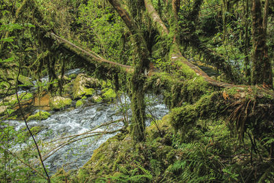 Scenic view of river amidst trees in forest