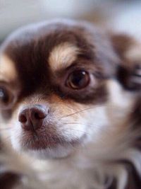 Close-up portrait of dog