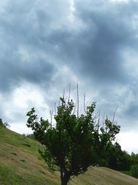 Plants growing on landscape against sky