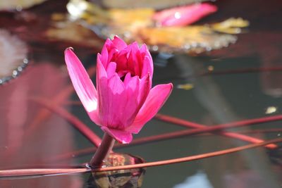 Close-up of pink water lily in pond