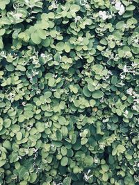 Full frame shot of ivy growing on land