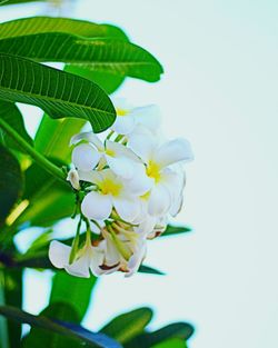 Close-up of white flowers