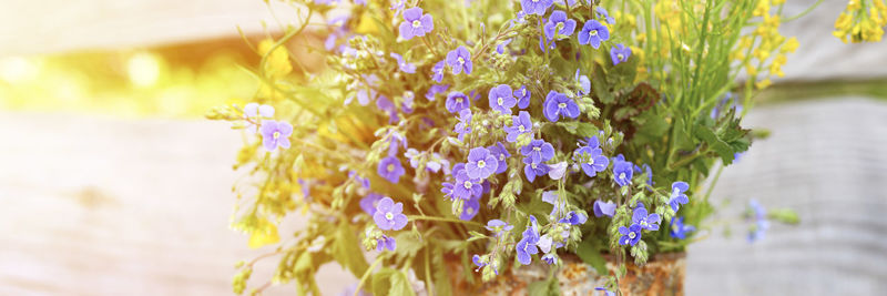 A bouquet of wildflowers of blue daisies and yellow flowers in full bloom in a rusty rustic jar