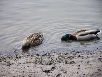 Mallard ducks wading while swimming in river