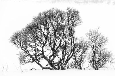 Bare tree on snow covered field against sky