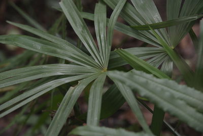 Close-up of plant growing on field