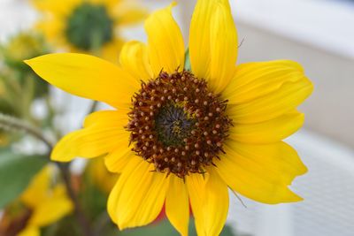 Close-up of yellow flower