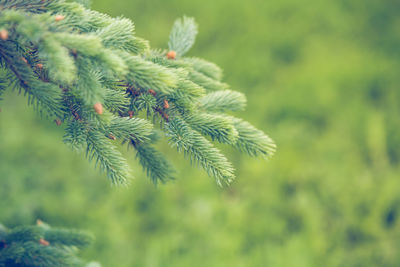 Close-up of pine tree