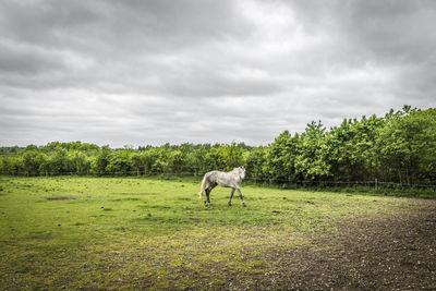 Horse in a field