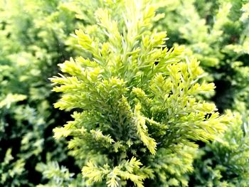 Close-up of plant