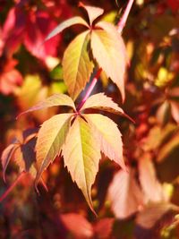 Close-up of autumnal leaves