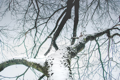 Low angle view of snow covered bare tree against sky