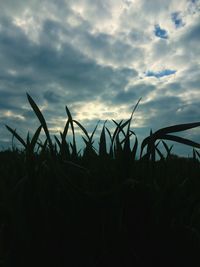 Close-up of plants on field against sky