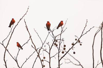 Low angle view of bird perching on tree