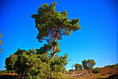 Low angle view of trees against clear blue sky