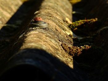 Close-up of lizard on tree