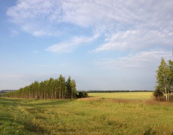 Scenic view of agricultural field against sky