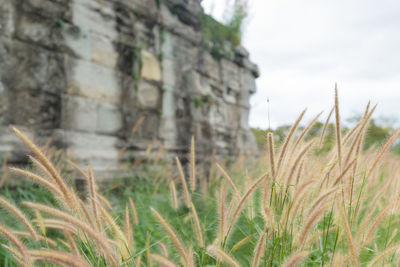Close-up of wheat growing on field against sky
