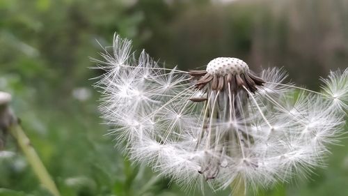 Close-up of dandelion