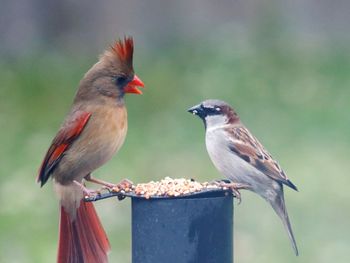 Close-up of birds perching on a bird feeder