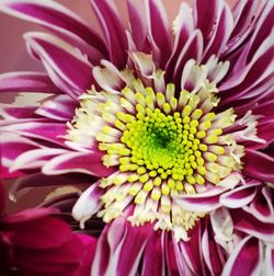 Close-up of pink flower