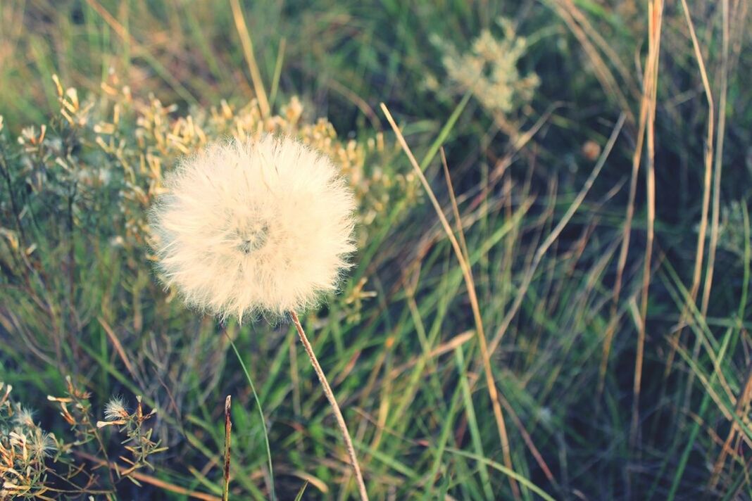 flower, dandelion, growth, fragility, freshness, flower head, beauty in nature, close-up, nature, single flower, focus on foreground, plant, field, uncultivated, white color, stem, wildflower, softness, selective focus, day