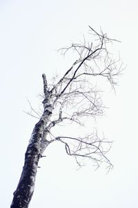 Low angle view of bare tree against clear sky