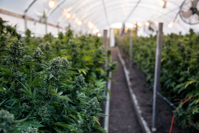 Cannabis plants growing in greenhouse