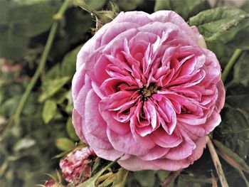 Close-up of pink flower