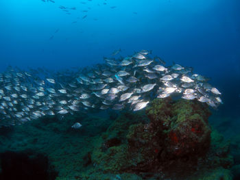 Fish swimming in sea