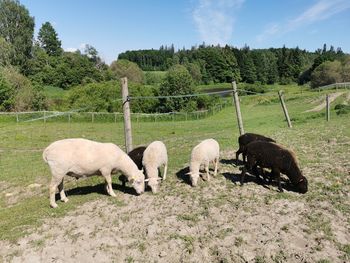 Sheep grazing in a field