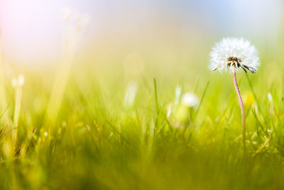 Close-up of dandelion in field