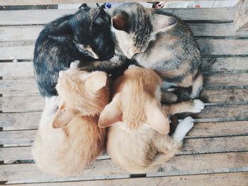 View of a cats sleeping