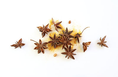 High angle view of leaves against white background