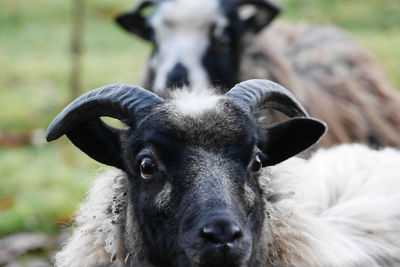 Close-up portrait of an animal on field