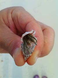 Close-up of man holding leaf