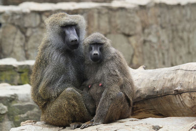 Monkeys sitting on rock at zoo