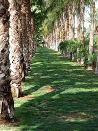 Trees in park