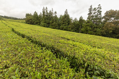 Scenic view of agricultural field against sky