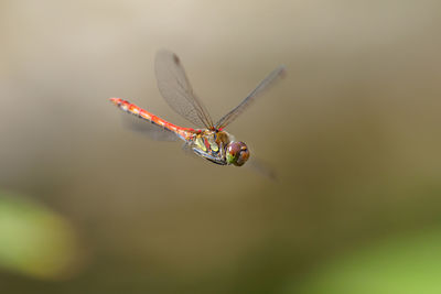 Close-up of dragonfly flying